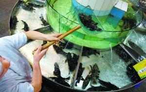 郭林饭店被爆死鱼替活鱼掉包计成饭馆潜规则