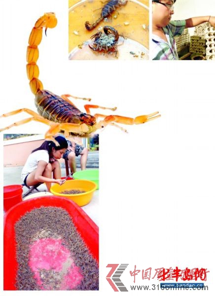 ĸЫ�Ӳ��µ�СЫ�� ������������������Ķ���Ы�� ��ֳ���Ĺ�����Ա����Ы��