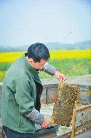 业内称蜂蜜造假普遍 白砂糖兑水熬出蜜